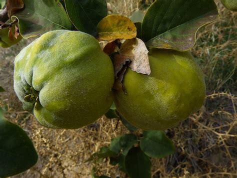 Fotos Gratis árbol Hoja Flor Comida Verde Mullido Produce