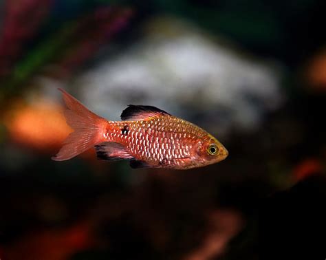 Red Glass Barb