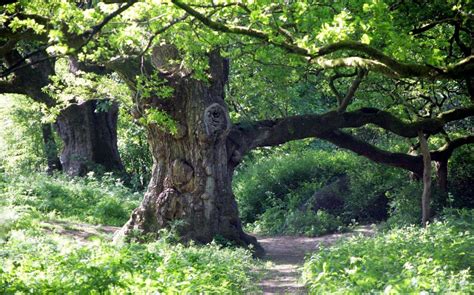 Tree of the Month- The Birnam Oak | Arborscapes - Richmond VA Tree Service