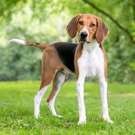 Foxhound amerykański opis i charakterystyka rasy