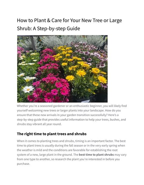 Ppt How To Plant And Care For Your New Tree Or Large Shrub A Step By