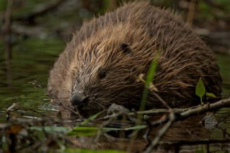 Conservation groups must 'act urgently' to protect beavers