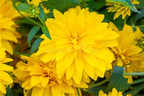 Bright Yellow Perennial Golden Glow Rudbeckia Laciniata Double