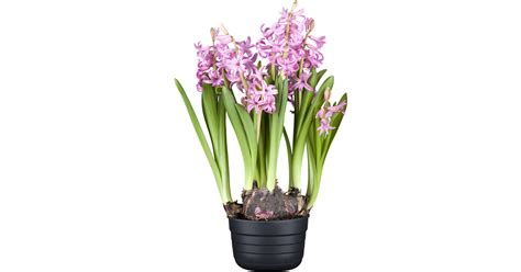 Hyacinthus Orientalis Multiflora Rosa Hyazinthe Gartenpflanzen Daepp