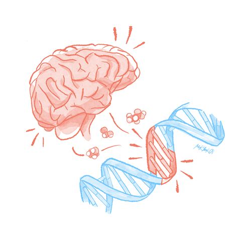 Yale Study Finds The Differences Between Human And Animal Brains And