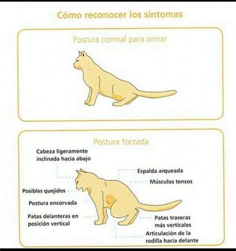 cómo saber si tu gato esta enfermo Gatos Consejos para mascotas