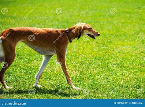 Cane Di Caccia Immagine Stock Immagine Di Campo Cane 150885941