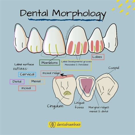 Anatomia Dental