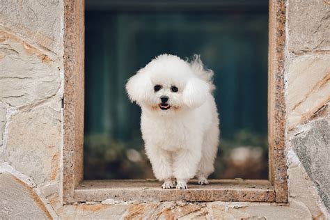 Estas raças de cachorros são as queridinhas para apartamentos