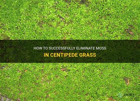 How To Successfully Eliminate Moss In Centipede Grass Shuncy