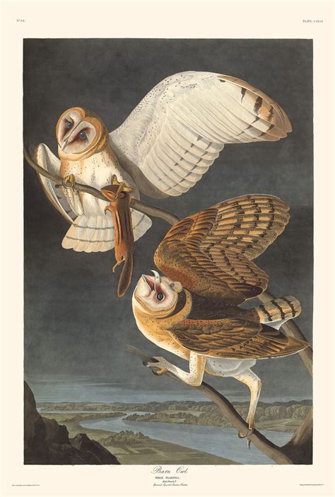 Audubon Havell Edition Pl Barn Owl By Oppenheimer Editions