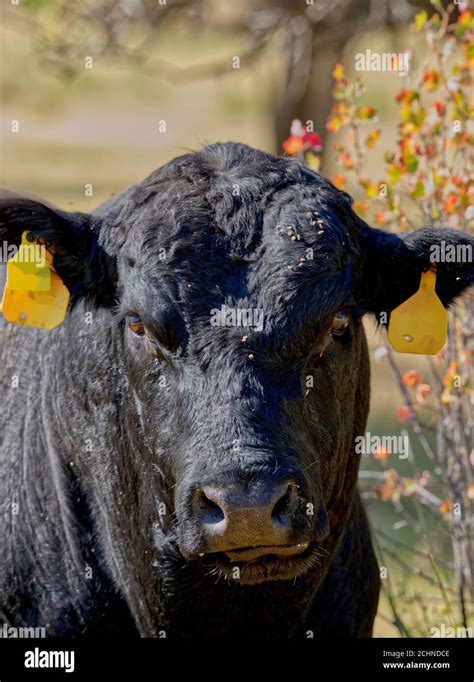 Angus Bull High Resolution Stock Photography And Images Alamy