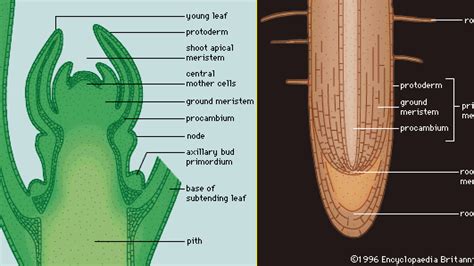 apical meristem | Definition, Development, & Facts | Britannica