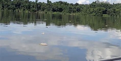 Pescador Encontra Centenas De Peixes Mortos No Rio Teles Pires Em Sinop