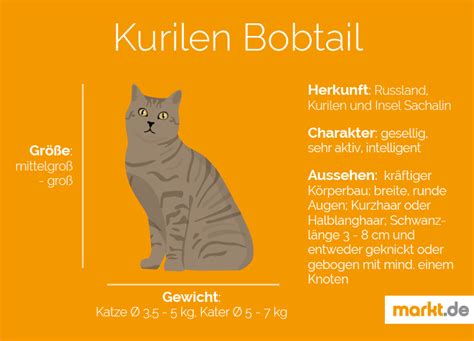 Kurilen Bobtail Aussehen Geschichte Haltung Artofit