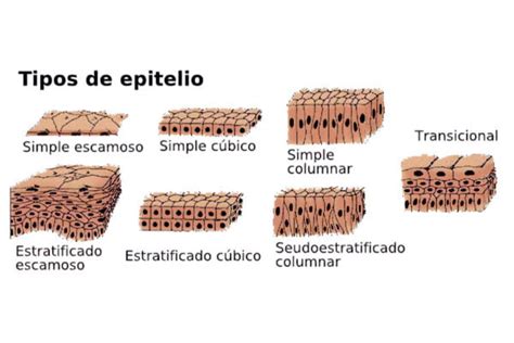 Células Musculares Características Alimentación Hábitat