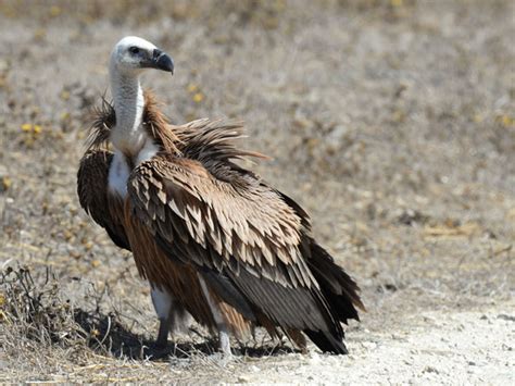 Griffon Vulture Facts, Distribution, Habitat, Diet, Pictures