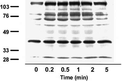 Effects Of Ouabain On Protein Tyrosine Phosphorylation In Adult Rat