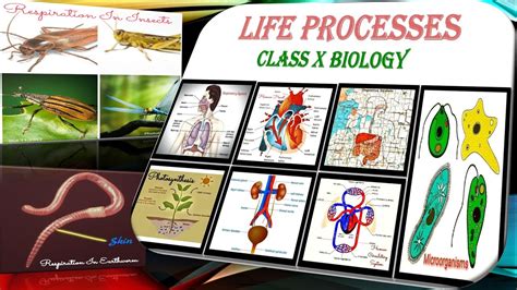 Life Process Diagrams