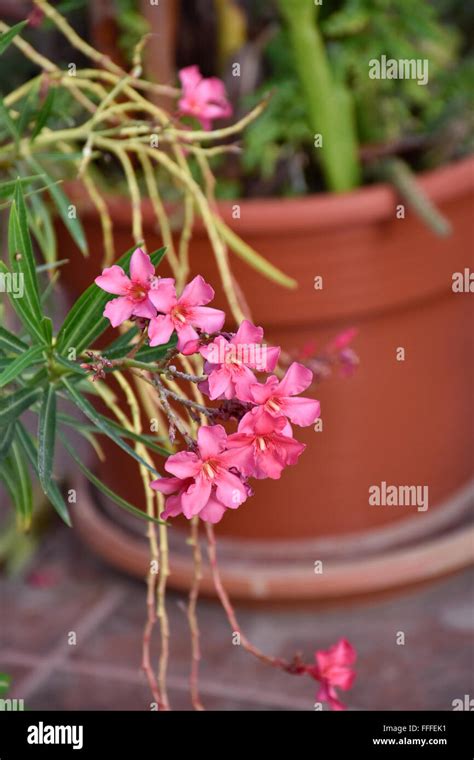 Poisonous Adelfa (Nerium oleander) flowering plant growing in Acapulco, Mexico Stock Photo - Alamy