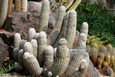 Cleistocactus Strausii Cactus News Photo Getty Images