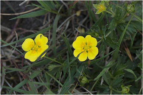 Tormentil - Potentilla erecta photo - Peterfree photos at pbase.com