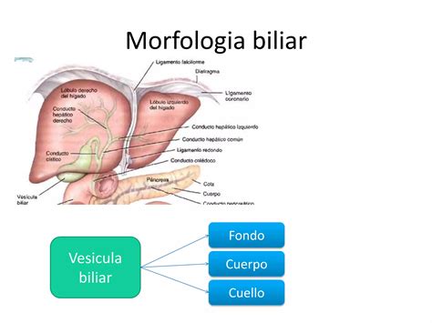 P Ncreas H Gado Ves Cula Biliar Y Bazo Morfofisiolog A Ppt