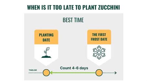 When to Plant Zucchini Seeds? (The Best Time and Tips)