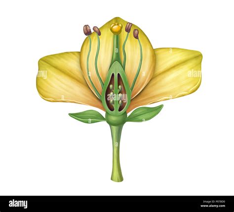 Cross Section Diagram Showing The Different Parts Of A Flower Digital