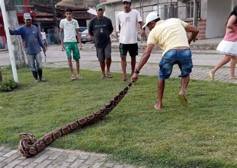 Cobra De Quase Tr S Metros Encontrada Por Moradores Em Ilh Us