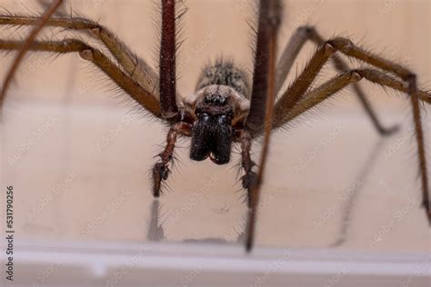 Macro Photo Of A Eratigena Atrica Also Known As Giant House Spider