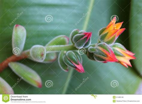 Planting succulents, Echeveria, Plants