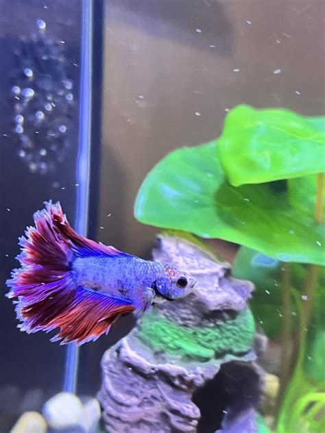 Male Doubletail Halfmoon Bettas For Sale Order Online Petco