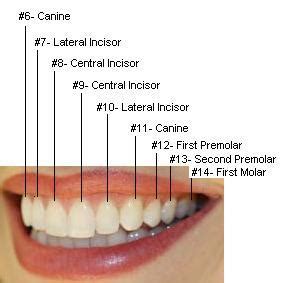 teeth diagram: As shown in the teeth numbers diagram below