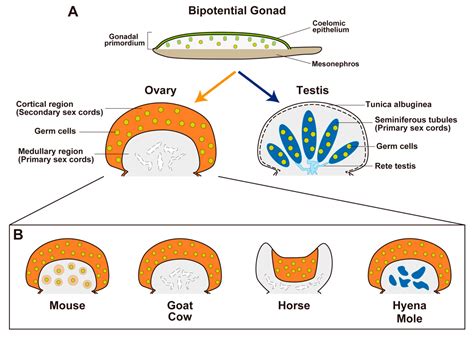 Ovarian Organogenesis Along The Corticalmedullary Axis In Mammals Encyclopedia Mdpi