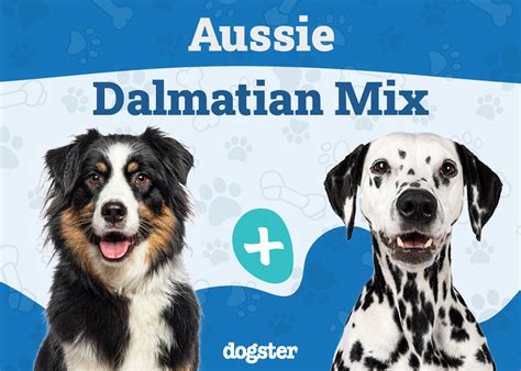 Aussie Dalmatian Mix: Info, Pictures, Care & More – Dogster