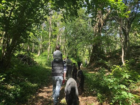 La Migliore Passeggiata Con Alpaca In Veneto Holidoit