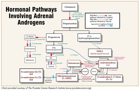 Steroidogenesis - diagrams of hormone pathways - Lab Tests ...