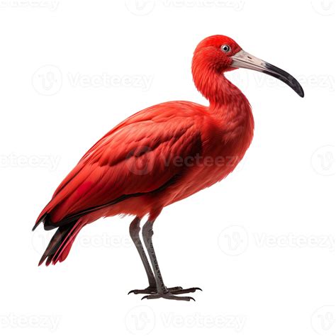 Scarlet Ibis Short Story 3