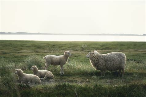 Schafe Und L Mmer Auf Der Wiese Auf Der Insel Sylt Schaf Im