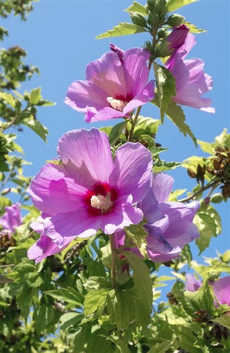 Hermosas Flores Rosas De Ketmia Jeryjska Hibiscus Syriacus Foto