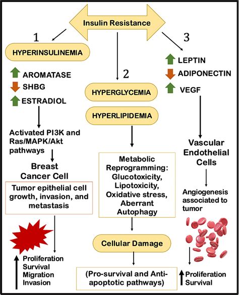 The Molecular Mechanism Of Insulin Resistance And Breast Cancer Figure