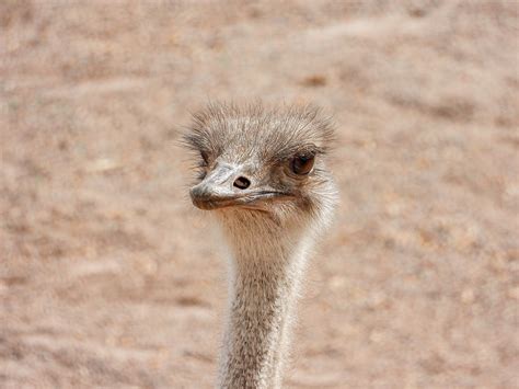 Ostrich Bird Flightless Free Photo On Pixabay Pixabay