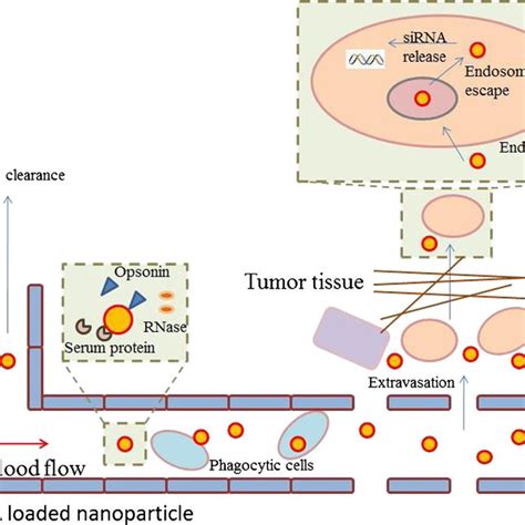 Biological Barriers To Sirna Particles Trafficking Extracellular Download Scientific Diagram