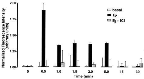 Effects Of Estradiol On Intracellular Calcium In Endothelial Cells Download Scientific