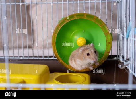 Dwarf Hamster Running On Wheel