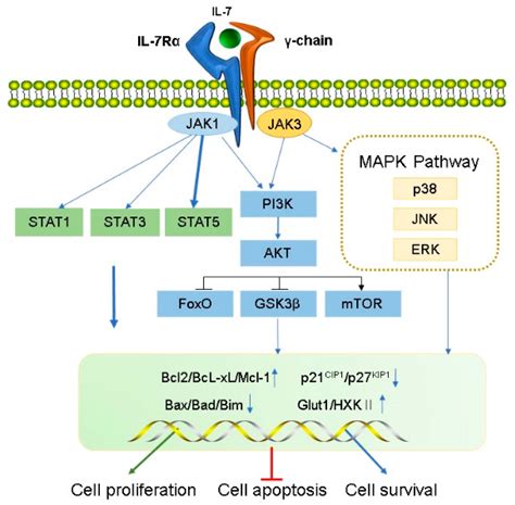 IJMS Free Full Text The Role Of IL 7 And IL 7R In Cancer