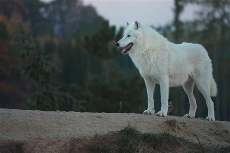 White Wolf Running Away