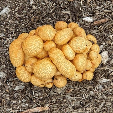 This Fungus Looks Similar To A Bunch Of Peanut Shells Mycology