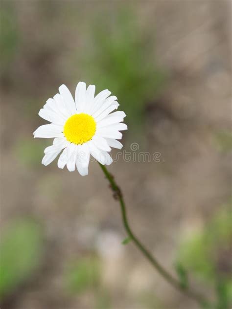Single Dog Daisy Flower Blured Background Stock Image Image Of